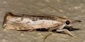 Agriphila tolli